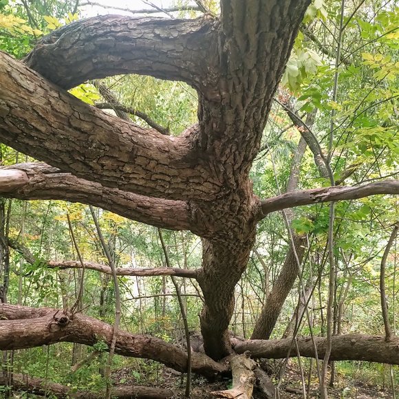 Meet your Posher, O + G - Picture 4 of 4